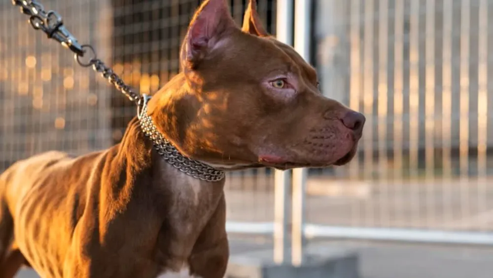 un-nene-de-4-anos-murio-luego-de-ser-atacado-por-un-perro-pitbull-en-una-casa-de-francisco-alvarez-en-el-partido-bonaerense-de-moreno