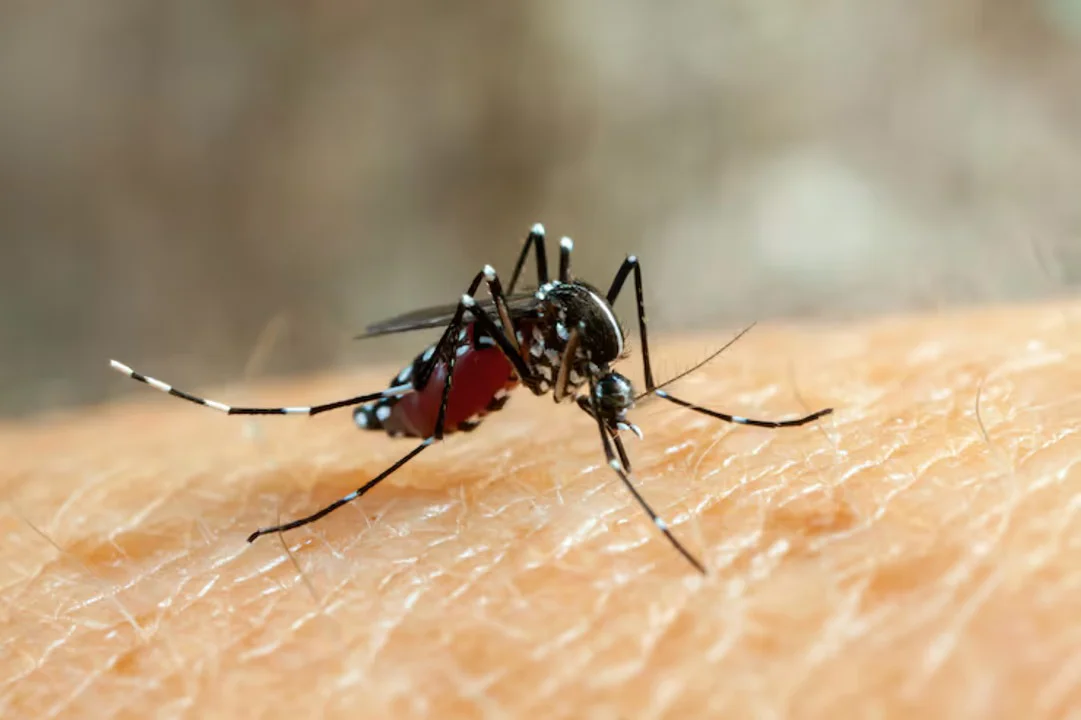 Mosquito dengue